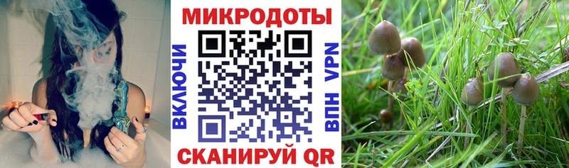 ОМГ ОМГ онион  Порхов  Псилоцибиновые грибы GOLDEN TEACHER 